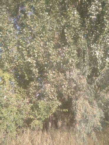 продаю связи с переездом: Саженцы деревьев: Тополя — 2