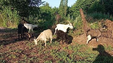 загон: Продаю | Коза (самка), Козлёнок | Полукровка | На забой, Для разведения | Племенные — 3
