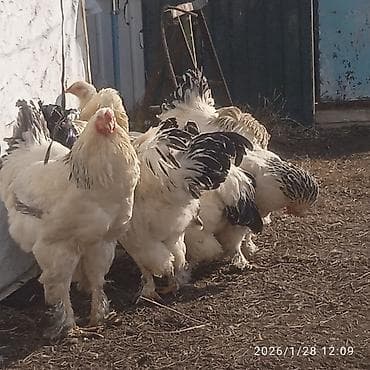 кошки мейн кун: Продаю | Куры, Петух | Брама | Для разведения — 2