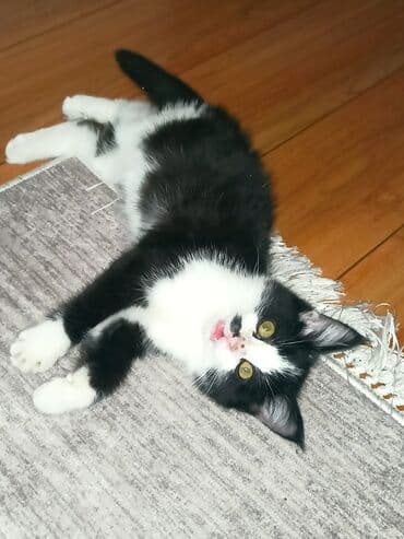 шотландская вислоухая длинношерстная кошка: Черно-белый котёнок с яркой «маской» на мордочке. - Окрас: черный с — 8