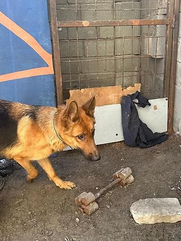 голиштин уйлар: Щенки немецкой овчарки Цена договорная - На фото — помёт щенков от — 9