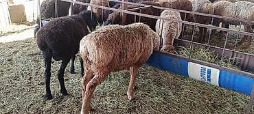сиамская кошка цена бишкек: Продаю | Ягненок | На забой, Для разведения — 2