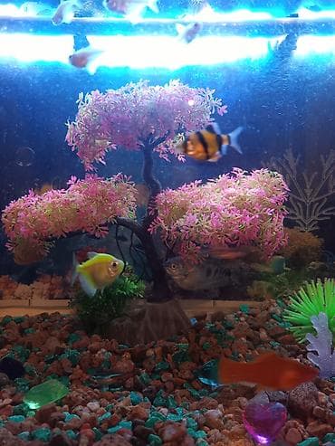 террариум бишкек: Аквариум 80литр — 1