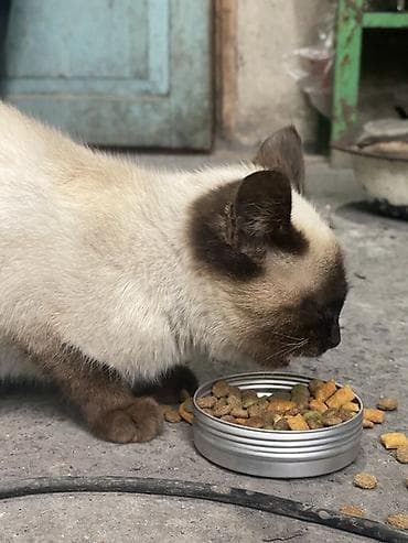 кошке: Отдам хорошие руки даром
Самец — 2