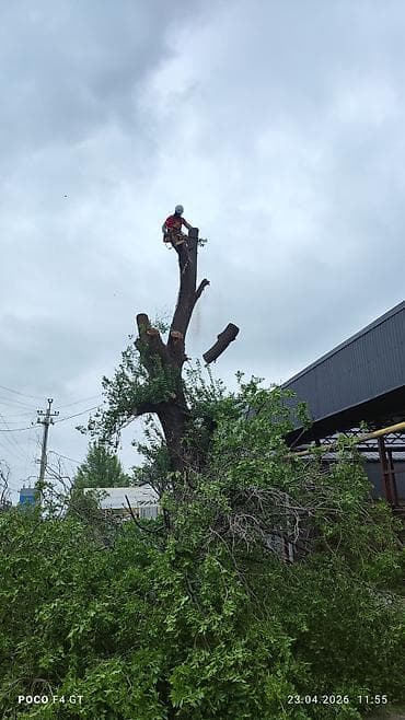плотник по дереву: Спил Дерево Профессиональные работы по деревьям - Высотная обрезка и — 2