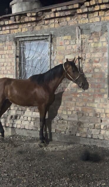 собака доберман сколько стоит: Продаю | Конь (самец) | Полукровка, Английская | Рабочий, Конный спорт — 1