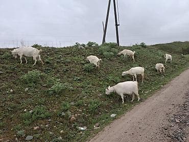 набор кулич цена: Козье молоко домашнее - Натуральное козье молоко из небольшого — 4