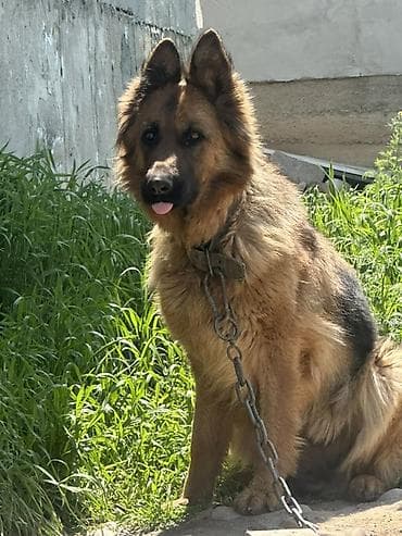 матки пчел: Немецкая овчарка, длинношерстный. Надо проучить агрессивная собака В — 2