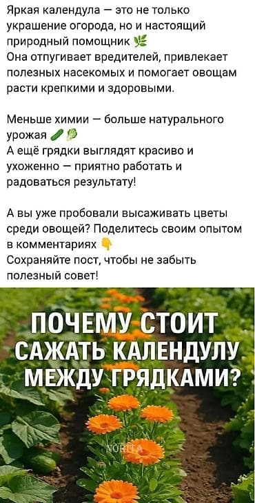 Уголь: Семена овощей: Помидоры — 6
