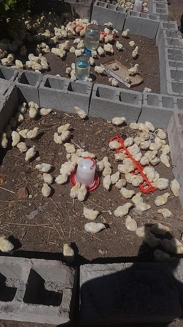 сокол птица цена: Продаю | Цыплята | Бройлерная | На забой — 5