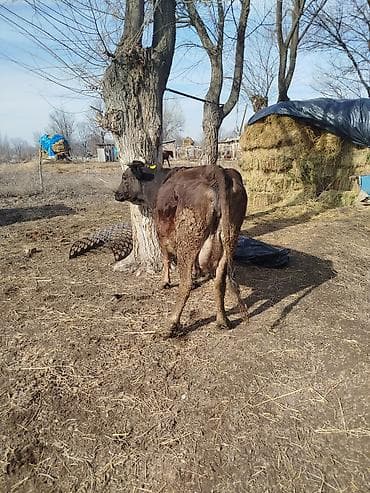 4 5мм: Сатам | Уй (ургаачы) | Алатоолук | Көбөйтүү үчүн, Сүт алуу үчүн — 2