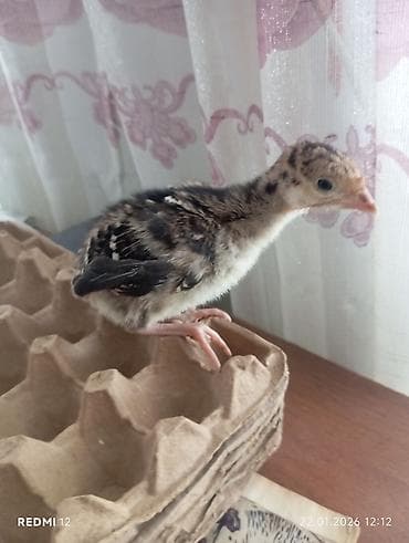 ак жугору: Сатам | Балапан күрп | Союуга | Асыл тукумдуу — 3