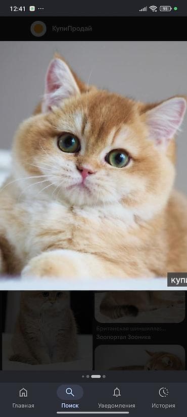 Продажа кошек: Возьму в дар британского котенка.дадим дом уход и любовь — 1
