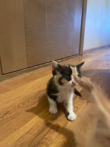 дом животных: Котята в добрые руки, мама британка папа простой кот 1,5 месяца — 5