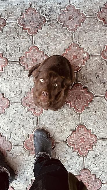 товары для собак: Курцхаар, 3 месяца, Самка — 2