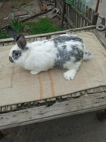 бойка ат фото: Продаю | Кролик самец — 2