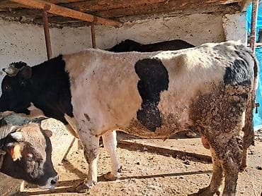 Айыл-чарба жаныбарлары: Сатам | Бука (эркек) | Голштин | Көбөйтүү үчүн | Асыл тукумдуу — 3