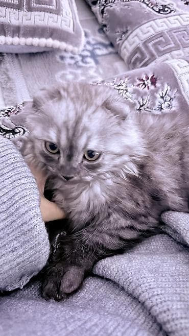 карликовые котята: Скотиш Фолд (Шотландская вислоухая), 3 месяца, Мальчик, Серый, Приучена к лотку — 6