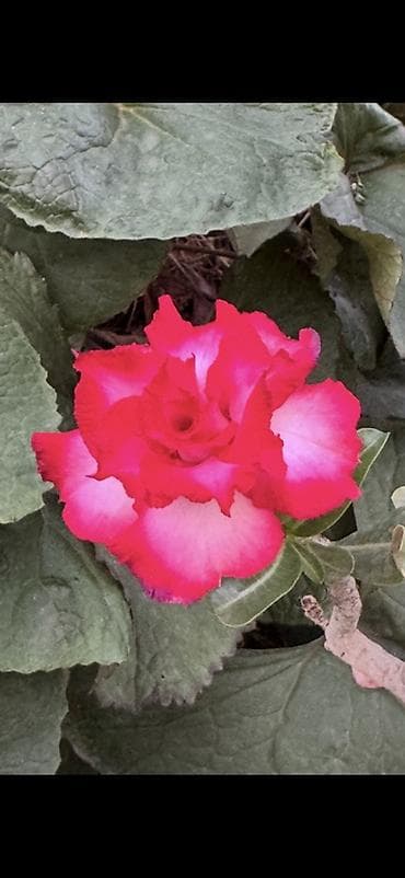роза көчөт: Адениум (Роза пустыни) – сорт с махровыми цветами - Яркие крупные — 1