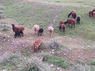 баран купить бишкек: Продаю | Овца (самка) | Для разведения | Матка — 3