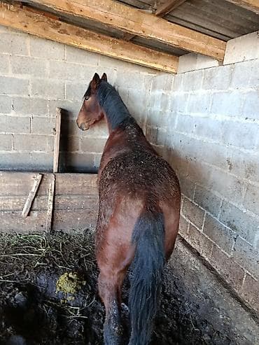 лошит: Продаю | Конь (самец) | Рабочий — 4