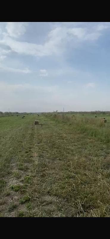 Животные: Таза беде чон тюктор сатам с поля самовывоз. Кант объездная баасы — 1