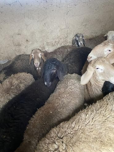 куплю бараны: Продаю | Баран (самец) | Гиссарская, Полукровка, Эдильбаевская | На забой, Для разведения | Осеменитель — 4