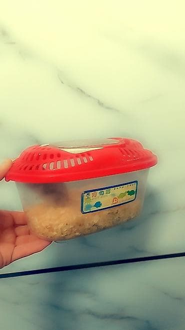 ежик живой: Клетки для хомячков, много разных от 400 до 2000 сом. Комплект: - — 7