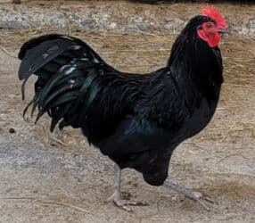 породистые козы: Сатам | Тооктор — 1