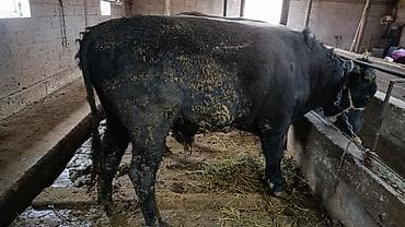 бойка ат фото: Продаю | Бык (самец) | На откорм | Привязанные — 1