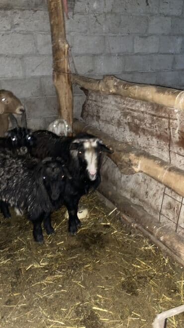 кролики калифорния: Продаю | Козёл (самец) — 1