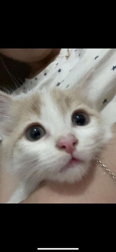 scottish fold: 2 месяца, Мальчик, Белый — 2