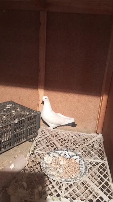 фазан сколько стоит: Голубь декоративный, окрас белый с контрастными тёмными маховыми — 2