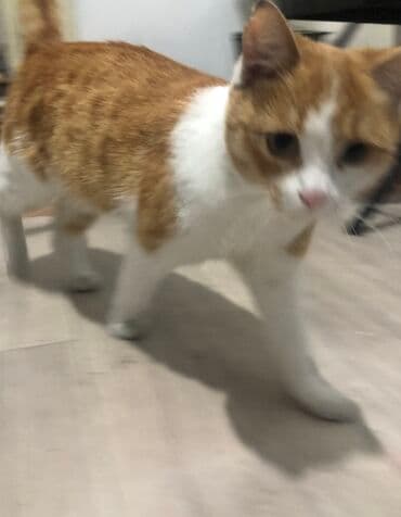 домашние кошки: Кошка даром: Беспородная, 2 года, Девочка, С прививками, Приучена к лотку, Проглистована — 5