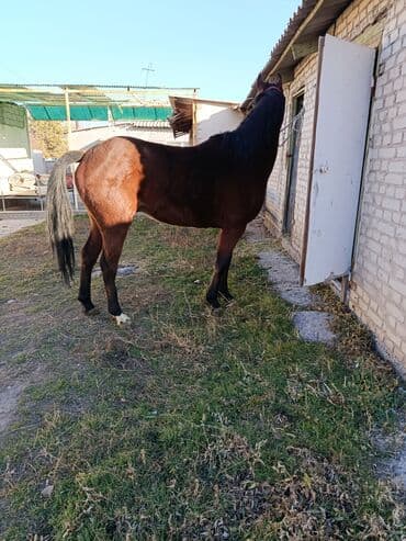 купить собаку для охоты: Продаю | Жеребенок | Рабочий — 3