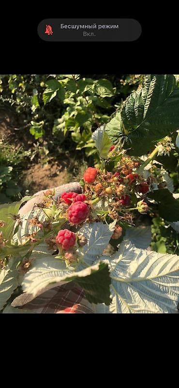 тюп участок: 100 соток, Для сельского хозяйства, Красная книга — 5