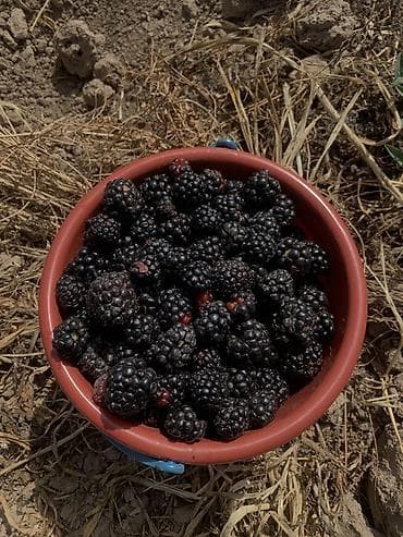 птицы бишкек: Ежевика Оптом — 2