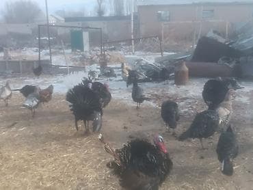 кукуруза мача: Продаю | Индюк (самец) | Для разведения | Племенные — 2