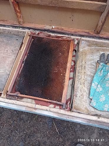 Племенные фазаны (самец и самки) с вольером и сопутствующим