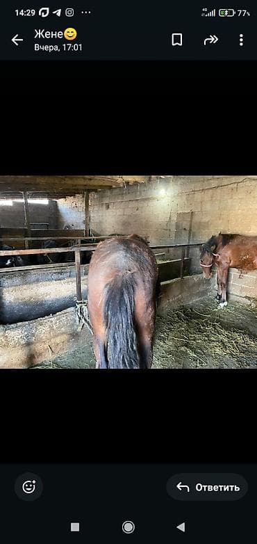 лошади жеребенок: Продаю | Конь (самец) | Для разведения — 1