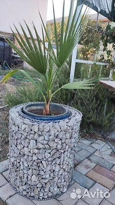 дибан: Габион тосмолор, Кепилдиги — 7