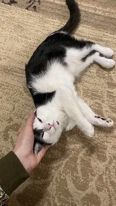 котенок отдам даром: Кошка даром: Беспородная, 4 месяца, Девочка, Приучена к лотку, Проглистована, С документами — 4