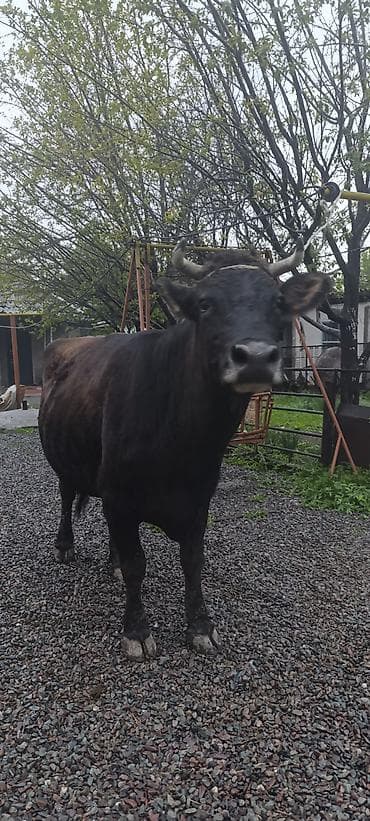 кекилик бишкек: Сатам | Уй (ургаачы) | Көбөйтүү үчүн | Байланган — 2