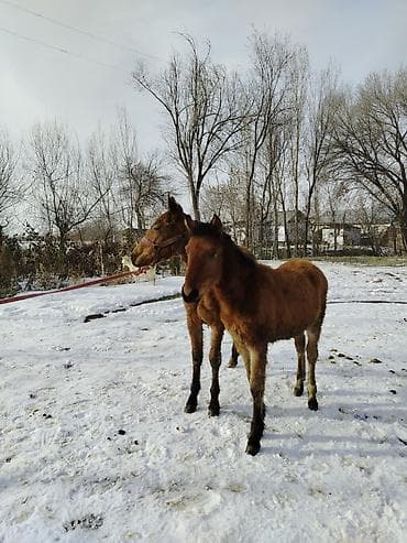 куплю тай: Продаю | Жеребенок | Для разведения — 5