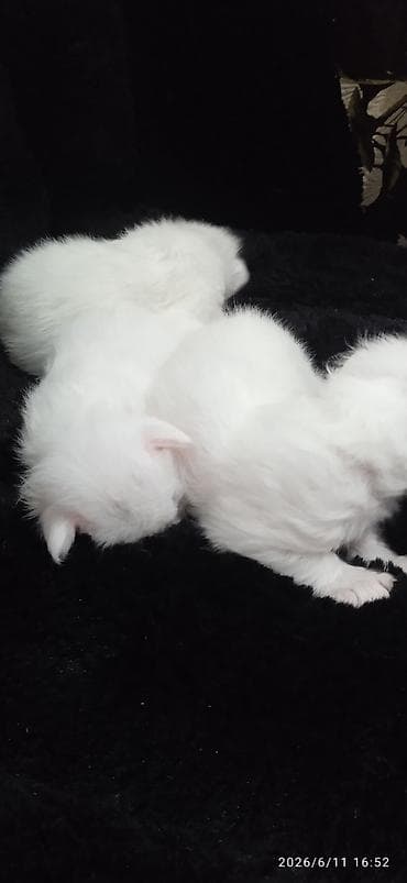 кошка породистый: Мейн-Куны🥰. Предлагаются для раннего бронирования есть котик и кошечки — 3