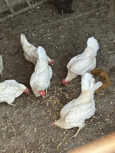 яйца куриные: Продаю | Куры | Леггорн | Несушки — 4