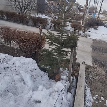 Сейфтер: Ёлка сатылат — 1