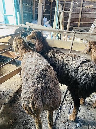 собака породы йоркширский терьер: Продаю | Овца (самка) | Для разведения — 2