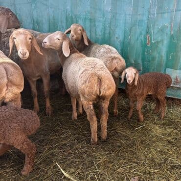 Собаки: Продаю | Овца (самка), Ягненок | Гиссарская, Арашан | Для разведения | Племенные, Котные, Матка — 5