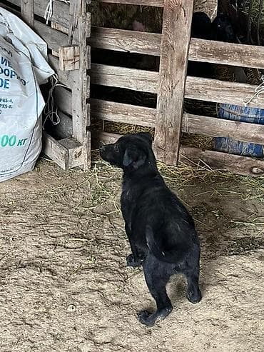 щенок лабрадора цена: Лабрадор-ретривер, 2 месяца, Самка, С родословной — 2